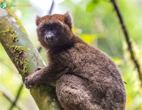 Golden Bamboo Lemur | Hapalemur Aureus | Diet | Fun Facts | Pictures