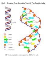 DNA Structure Labeled Diagram images at pixy.org