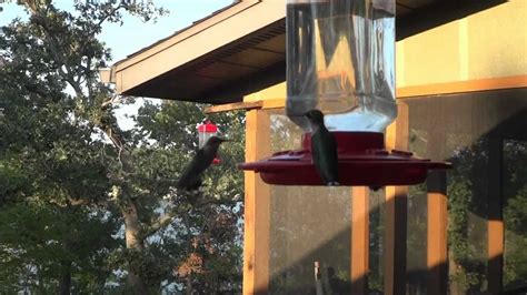 Hummingbird Swarm Branson Missouri Hummingbirds In Full Effect Youtube