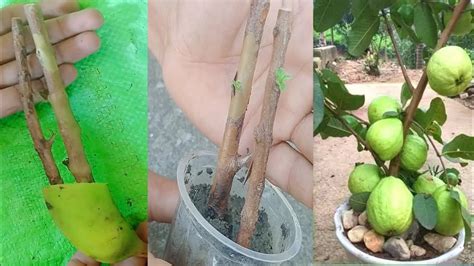 How To Propagate Guava Tree From Cutting Growing Guava Tree From Cutting Youtube