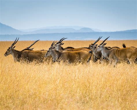 Maasai Mara Cultural Festivals - Turkana Wildlife Safaris
