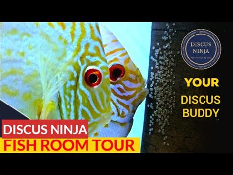 Discus Fish Fish Room Tour Discus Discus Ninja Discus Fish