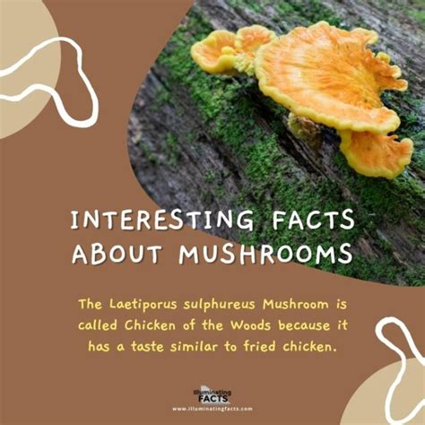 Interesting Facts About Mushrooms Illuminating Facts