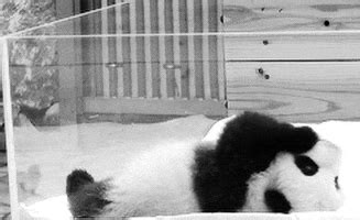 Panda Sleeping GIF - Find & Share on GIPHY