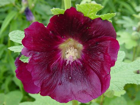 Burgundy Hibiscus Flickr Photo Sharing