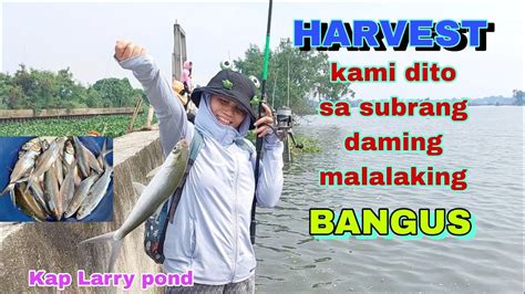 Subrang Daming BANGUS Ang Lalaki Pa Harvest Kami Dito KAP LARRY POND