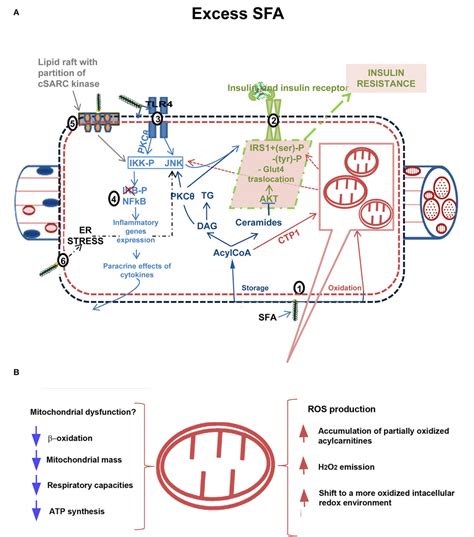 Figure 1 From Skeletal Muscle Mitochondrial Bioenergetics And