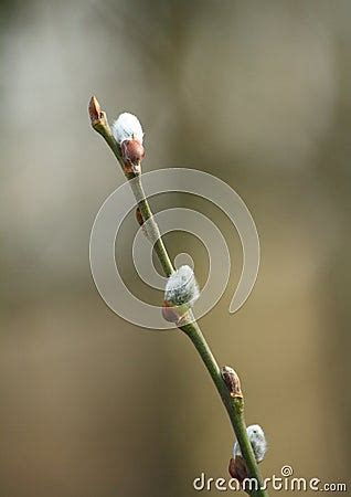 A Branch Of Great Sallow Pussy Willow Goat Willow Salix Caprea With