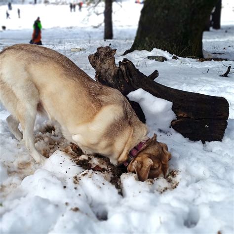 Diamond Dogs 06_mouse hunt two – Mind Your Dirt