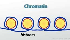 Chromatin Lesson for Kids: Definition & Function | Study.com