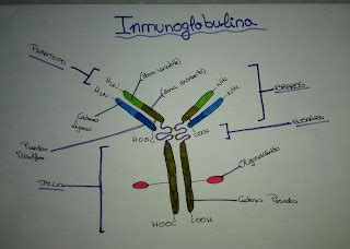 Biologia Inmunoglobulinas