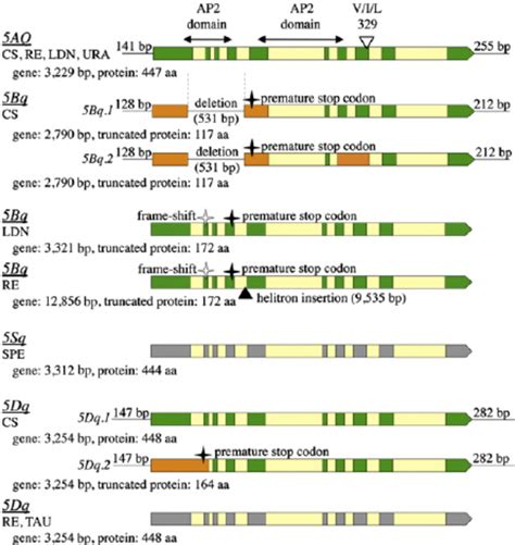 An Overview Of The Intron Exon Structure Of The Q Q Homoeoalleles