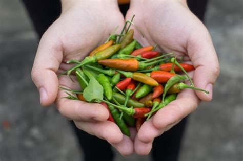 Premium Photo Midsection Of Person Holding Red Chili