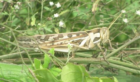 Brownspotted Locust Wildlife Of Goodearth Malhar Bangalore