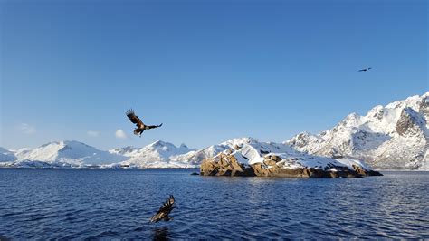 Sea eagle safari by RIB: Svolvær, Lofoten Islands - March 2020 [OC ...