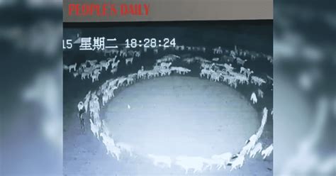 Hundreds Of Sheep Have Been Walking In A Circle For 14 Days And No One