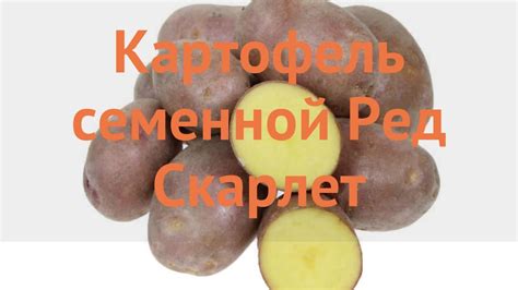 Картофель семенной Ред Скарлет 🌿 обзор: как сажать, семенной картофель ...