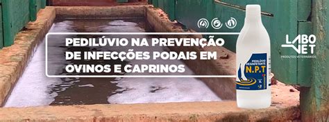 PEDILÚVIO NA PREVENÇÃO DE INFECÇÕES PODAIS EM OVINOS E CAPRINOS