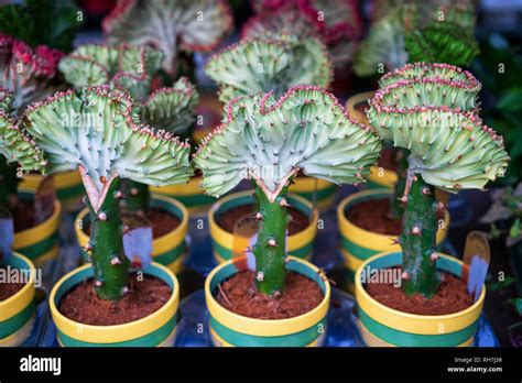 Euphorbia Lactea Cristata Grafted Variegated Cactus Stock Photo Alamy