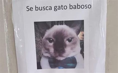 Buscan a gato perdido olvidó que está castrado Grupo Milenio