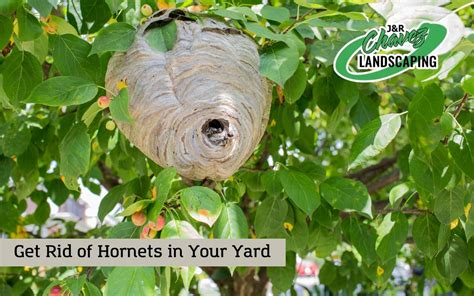 How To Get Rid Of Hornets in Your Yard - Crucial Information!