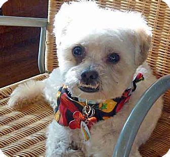 Adopted Pictures Of Chance A Shih Tzu Miniature Poodle Mix For