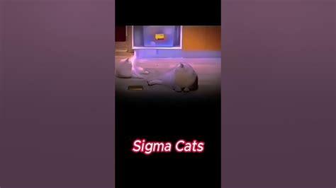 Sigma Cats Youtube