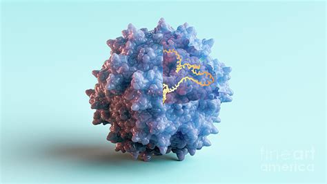 Adeno Associated Virus By Thom Leach Science Photo Library