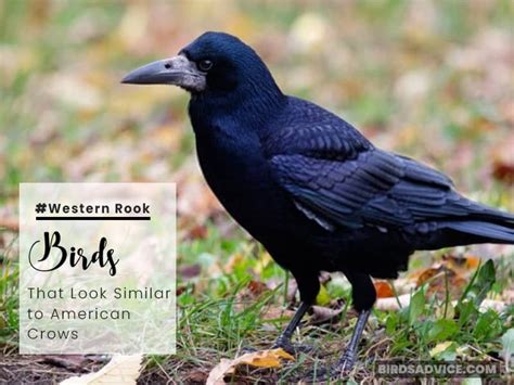 10 Birds That Look Like Crows But Arent Birds Advice Crow Birds