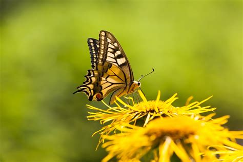 Awe-inspiring Facts About the Beautiful Swallowtail Butterflies