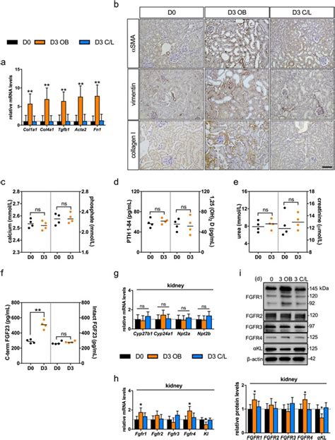 Fgf Is Synthesised Locally By Renal Tubules And Activates Injury