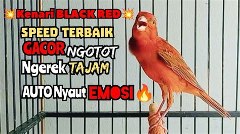 Seketika NYAUTKenari BLACK RED Ngerek Rol Durasi Panjang YouTube