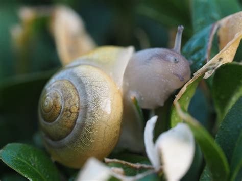 Snail Garden Shell Free Photo On Pixabay Pixabay