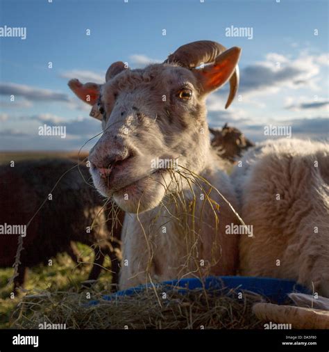 Portrait Of Icelandic Sheep Iceland Stock Photo Alamy