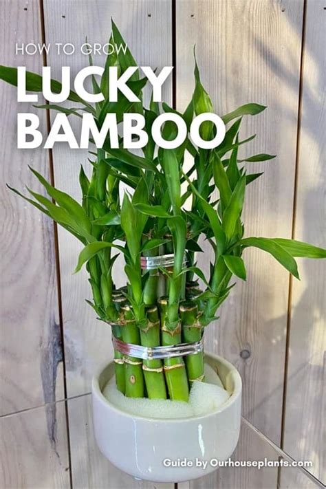 Mini Lucky Bamboo Plants