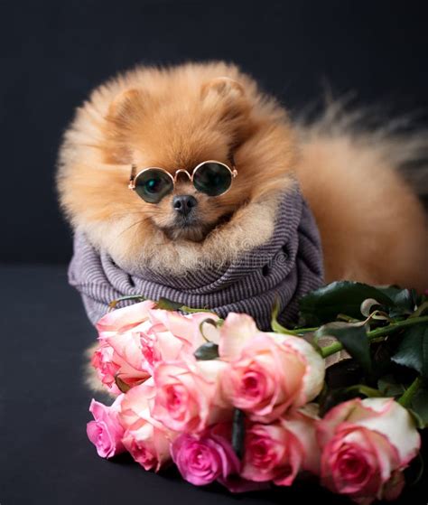 Pomeranian Purple Flowers Stock Photos Free And Royalty Free Stock