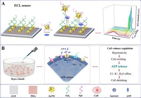 A Schematic Illustration Of Detection Of Atp Using A Ratiomertic Ecl Download Scientific