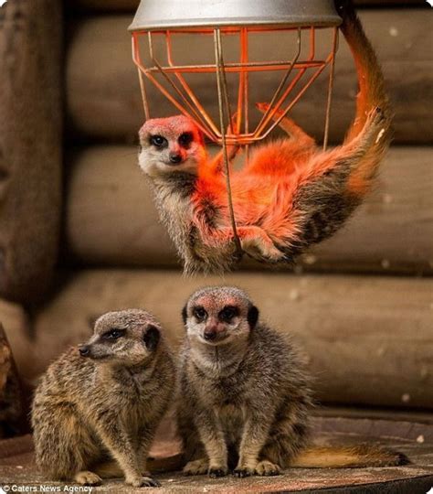 Смешные сурикаты из Paradise Wildlife Park - ZooPicture.ru | Смешные ...