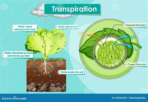 Diagrama Que Muestra La Planta De Transpiraci N Ilustraci N Del Vector