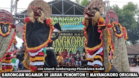 Rampak Barongan Ngamuk Jaranan Mayangkoro Original Live Sumberagung