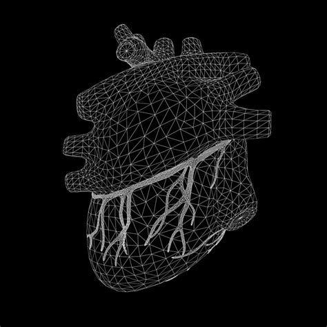 Human Heart Anatomy 3d Model By Zames1992d