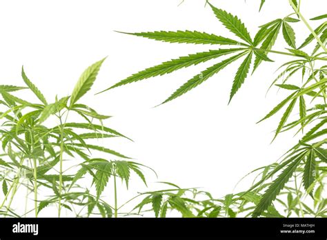 Legalize Cannabis Poster Hi Res Stock Photography And Images Alamy