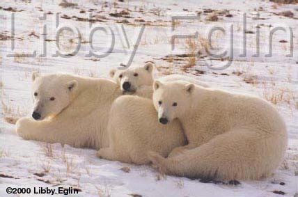 Libby Eglin Photography: Series Polar Bears: Mother Cubs