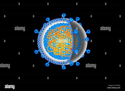 Hepatitis C Drawing Hi Res Stock Photography And Images Alamy