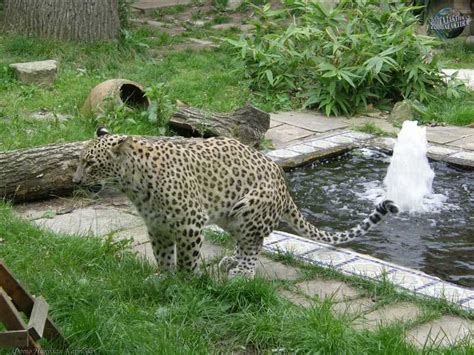 Леопард (Panthera pardus): особенности поведения и место обитания