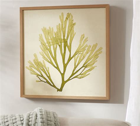 Framed Coral Prints Pottery Barn