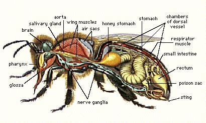 Bee Sting | Galway Beekeepers