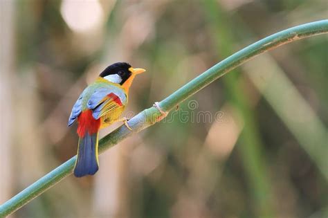 Silver Eared Mesia On Green Bamboo Branches Stock Image Image Of