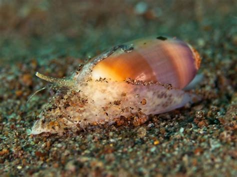 Parasite helps sea snails survive acidified seawater - UPI.com