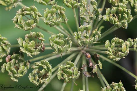 Cow Parsnip Project Noah